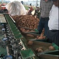 红薯分拣生产线 红薯分类机 果蔬分选机  土豆自动分拣机器