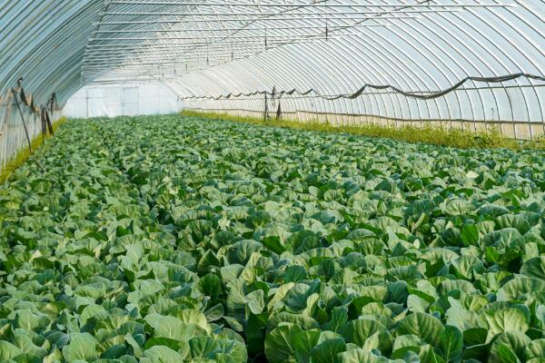 山西省提高设施农业机械化水平，2025年新发展设施蔬菜17万亩