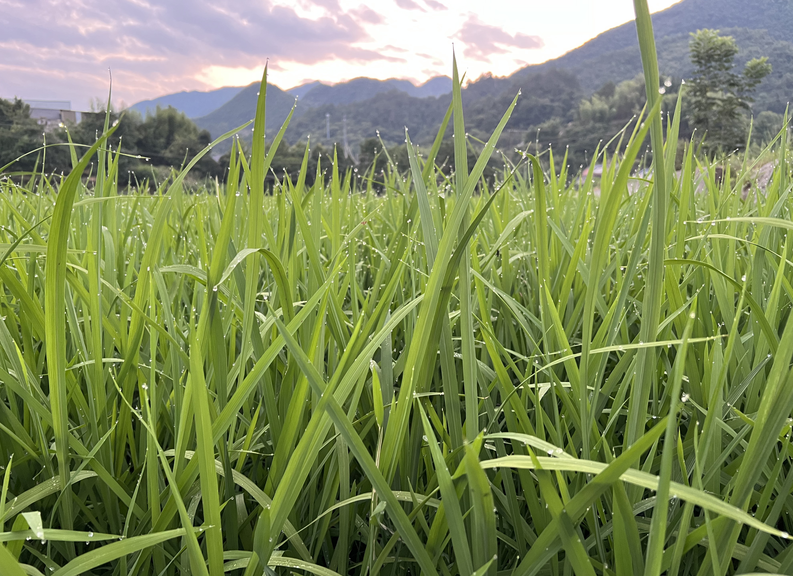 政策解读│厦门市农业支农政策明白本之种植水稻补助